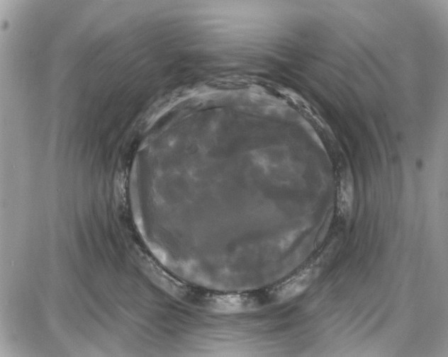 X0000087630473200705311333