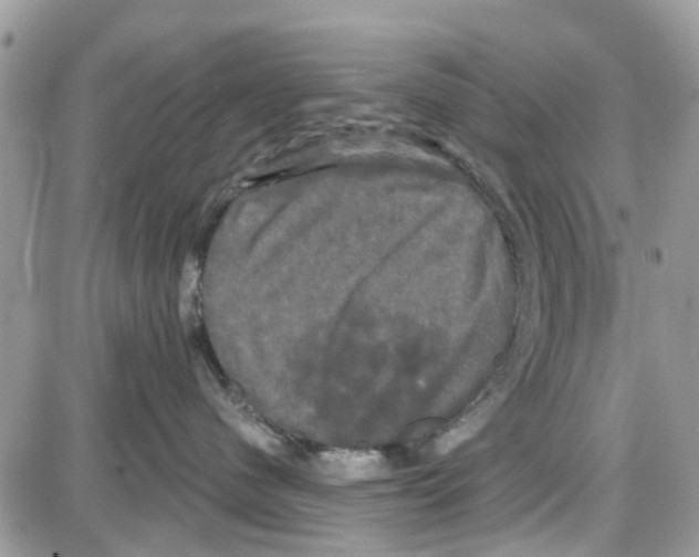 X0000087630480200705311333