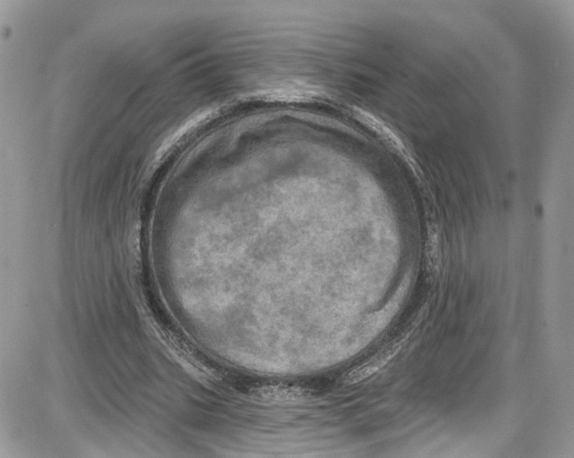 X0000087630535200705311331