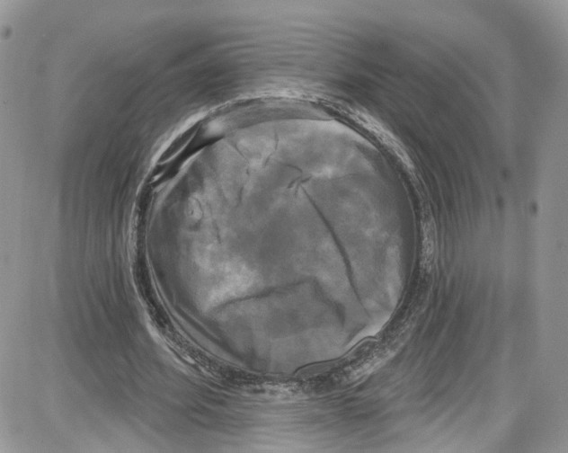 X0000087630580200705311331