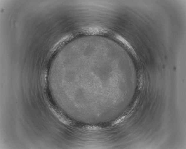 X0000087630590200705311331