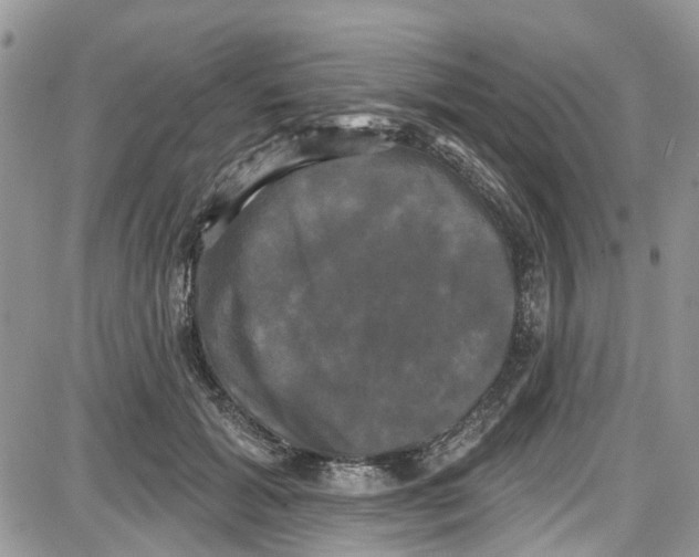 X0000087630605200705311330