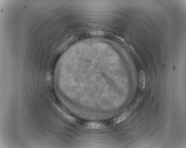 X0000087630614200705311330