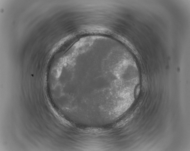 X0000087630629200705311329