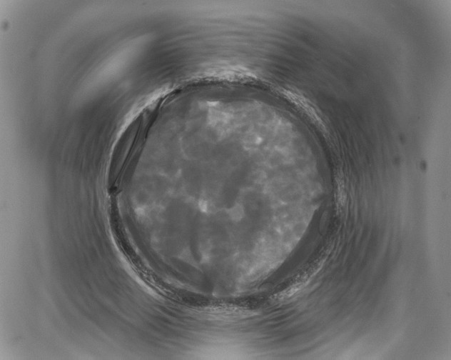 X0000087630630200705311329