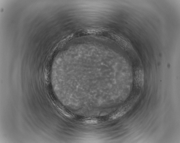 X0000087630653200705311330