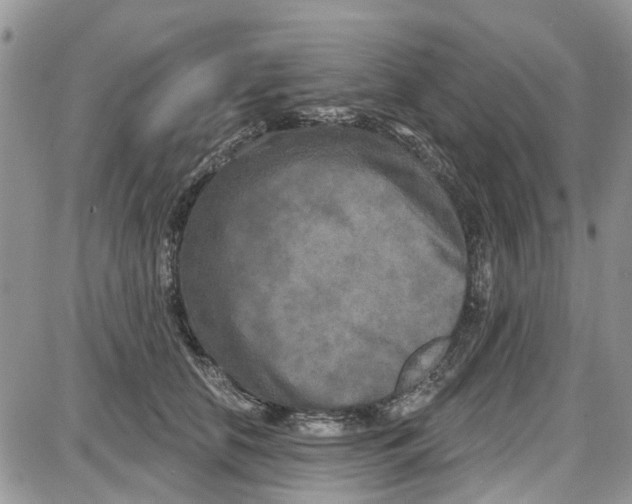 X0000087630658200705311330