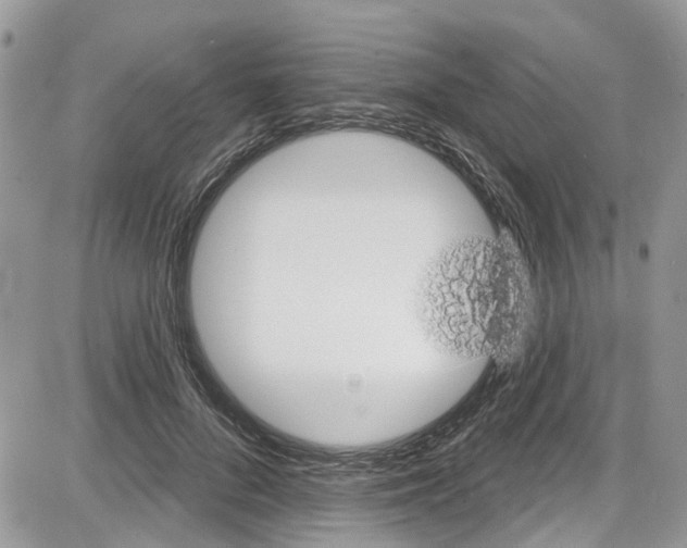 X0000087630696200705311329