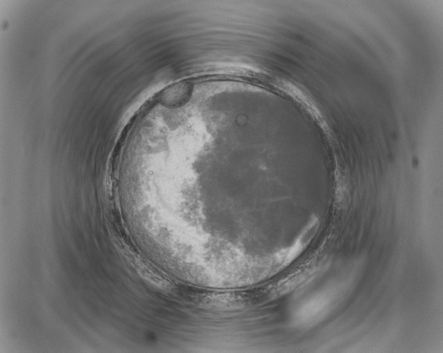 X0000087630883200705311326