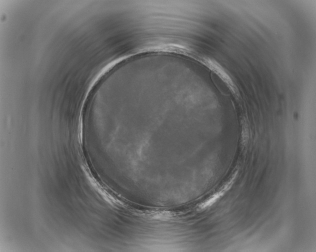 X0000087630940200705311325