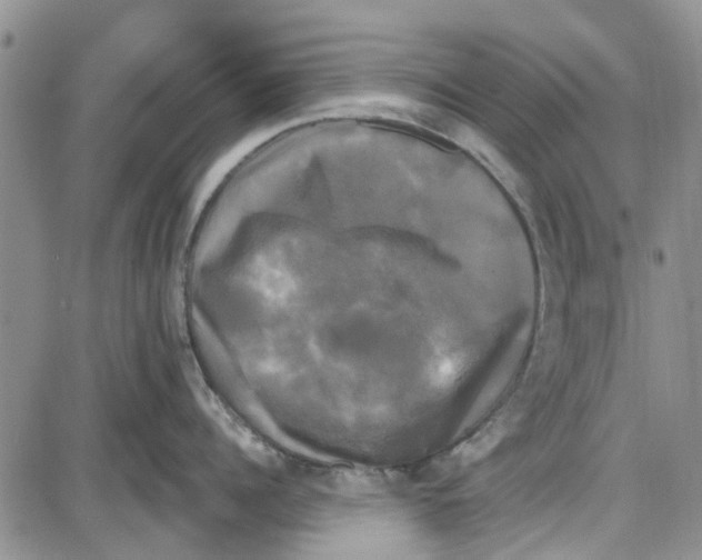 X0000087630960200705311325