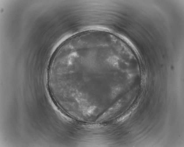 X0000087630999200705311324