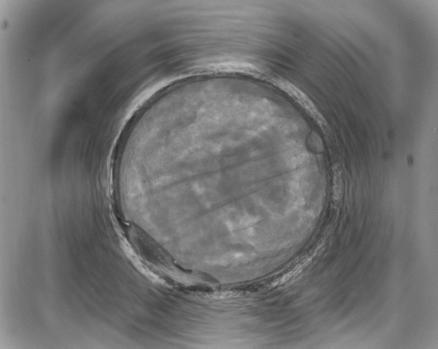 X0000087631031200705311323