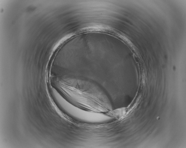 X0000087631034200705311323