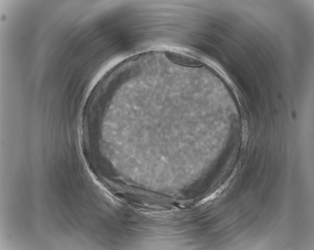 X0000087631048200705311324