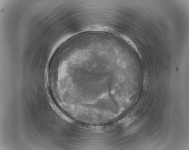 X0000087631080200705311323