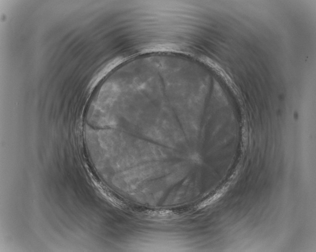 X0000087631129200705311322