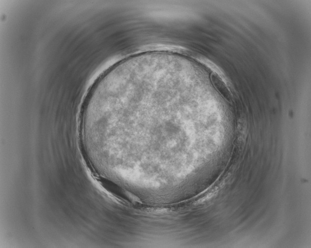 X0000087631135200705311322