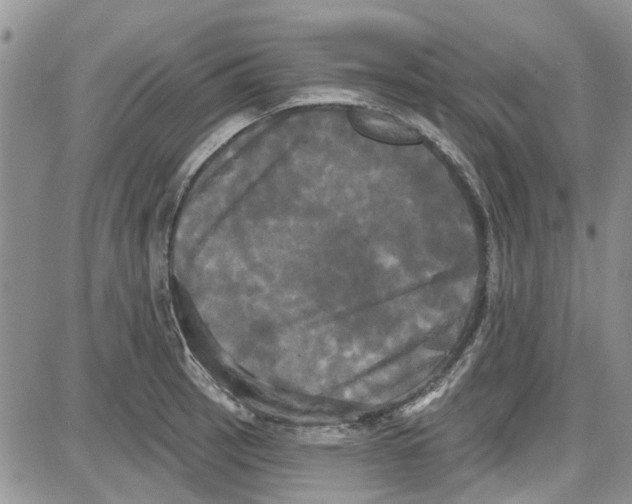 X0000087631137200705311322