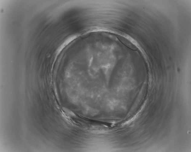 X0000087631145200705311322