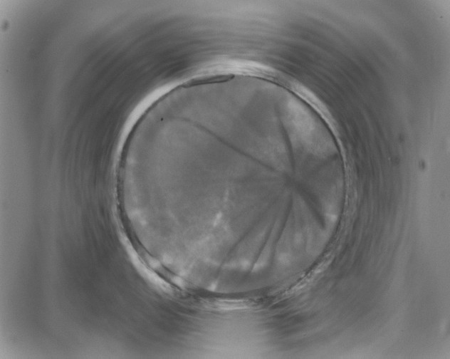 X0000087631152200705311322