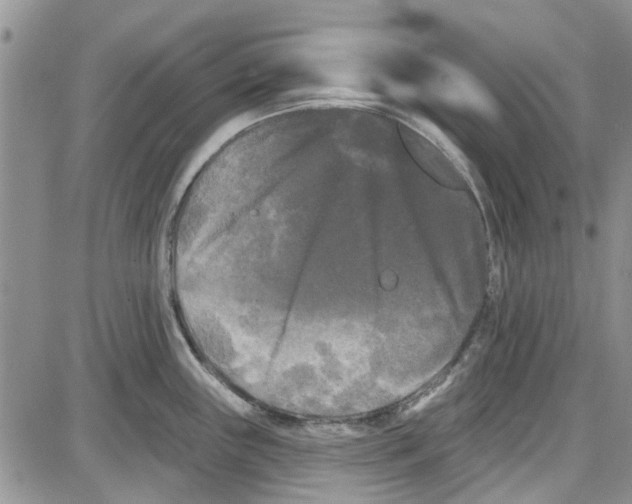 X0000087631243200705311321