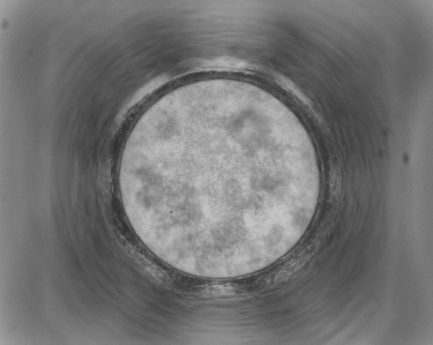 X0000087631315200705311319