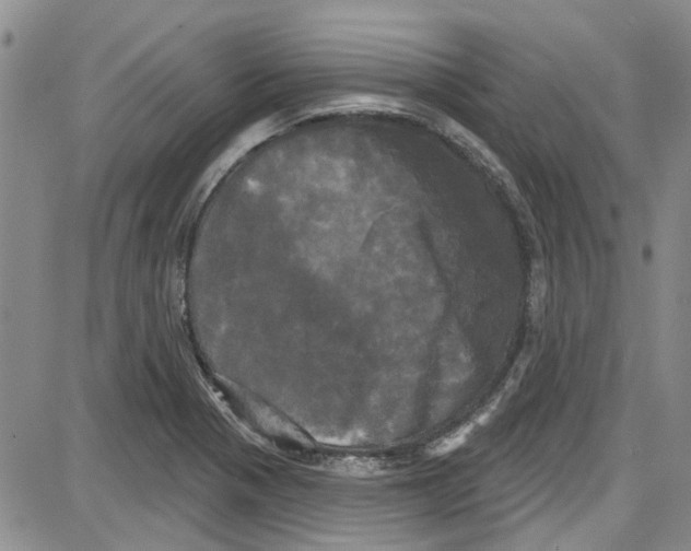 X0000087631321200705311319