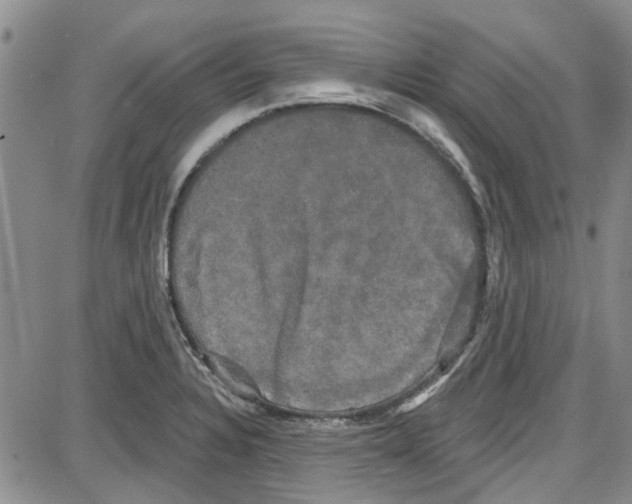 X0000087631328200705311319