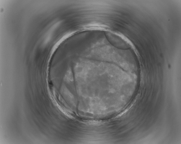 X0000087631333200705311319