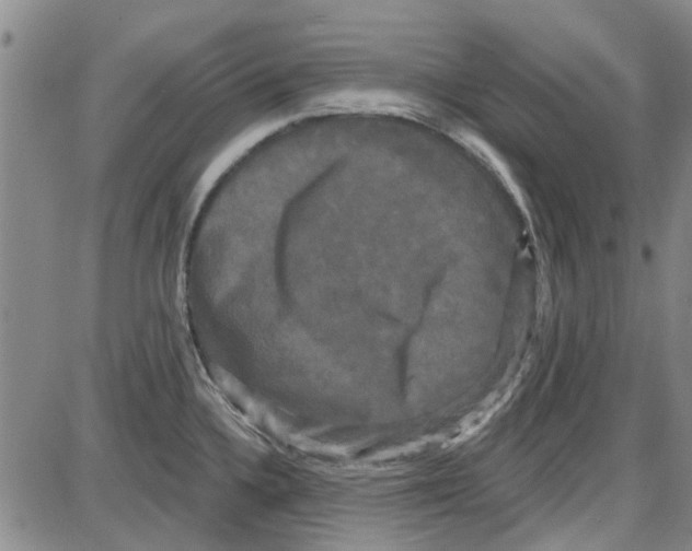 X0000087631336200705311319