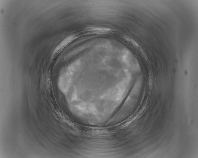 X0000087631354200705311318