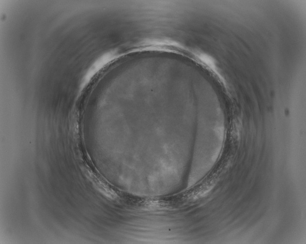 X0000087631360200705311318