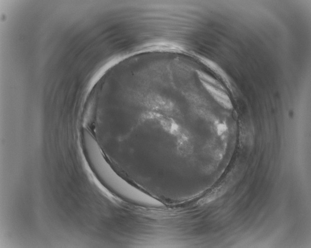 X0000087631383200705311318