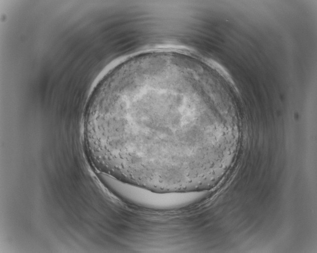 X0000087631420200705311317