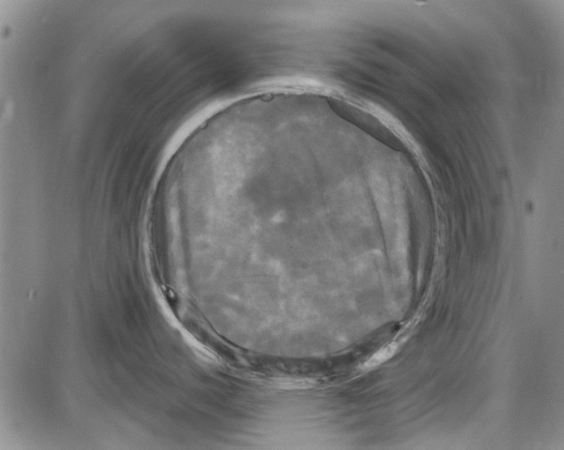 X0000087631440200705311318