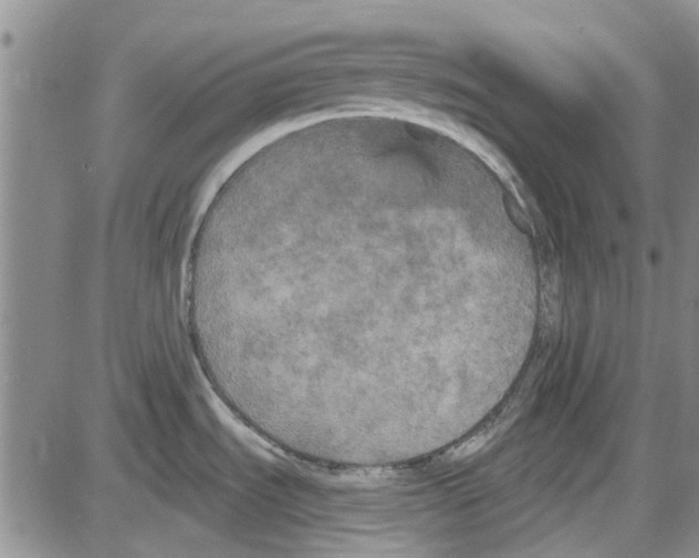 X0000087631535200705311316