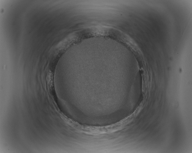 X0000087640029200705031521