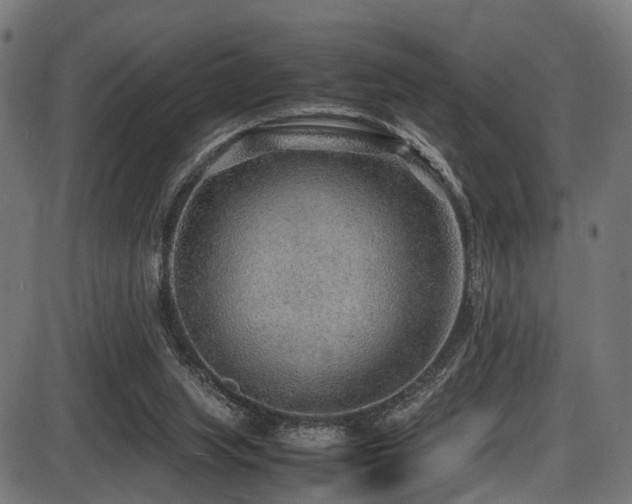 X0000087640063200705031521