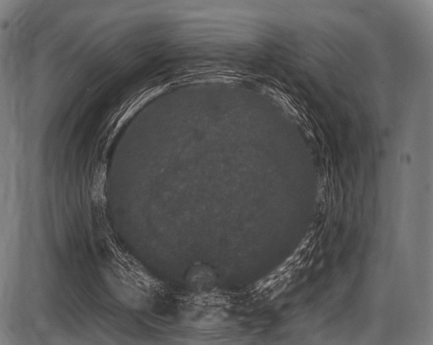 X0000087640146200705031519