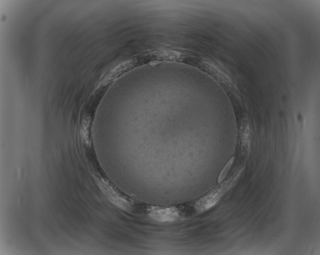 X0000087640185200705031519