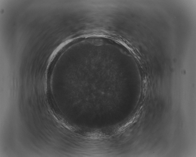 X0000087640200200705031519