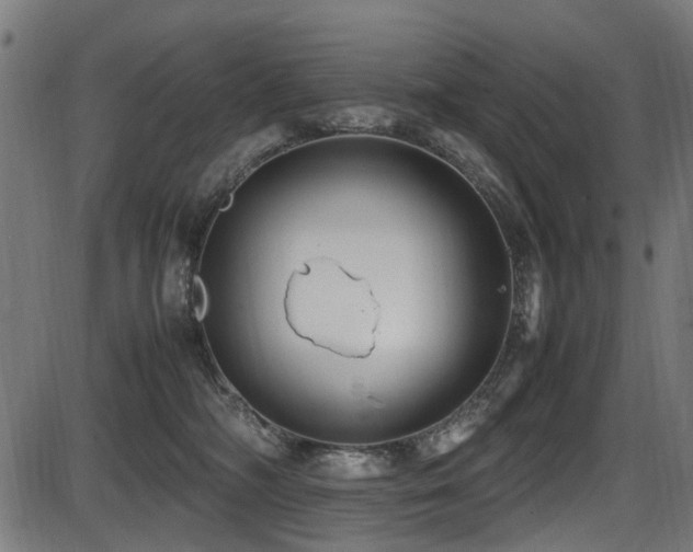 X0000087640326200705031517