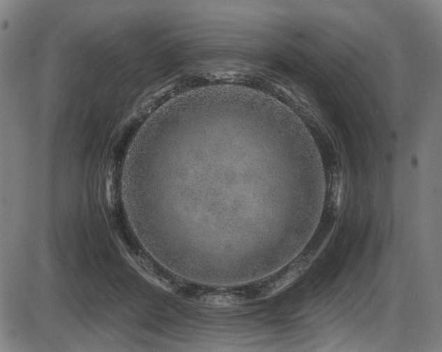 X0000087640408200705031515