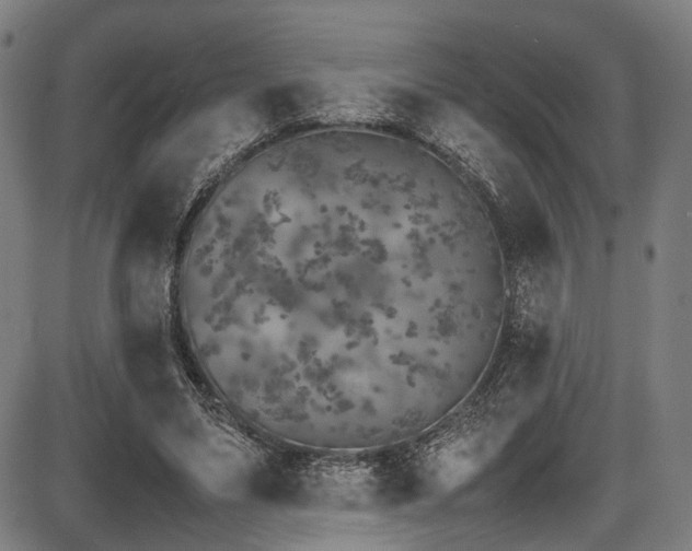 X0000087640491200705031514