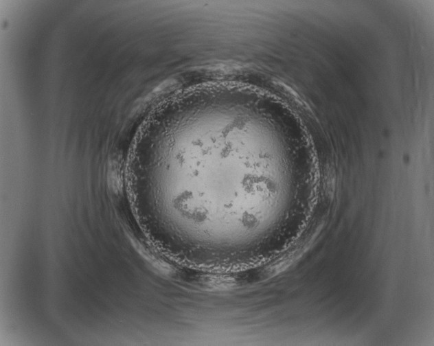 X0000087640719200705031510