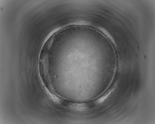 X0000087640845200705031508