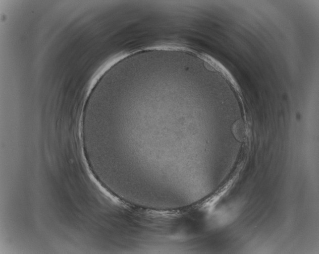 X0000087640855200705031508