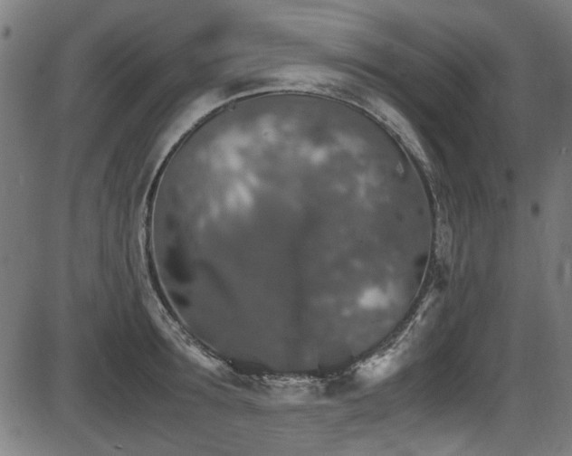 X0000087640899200705031507