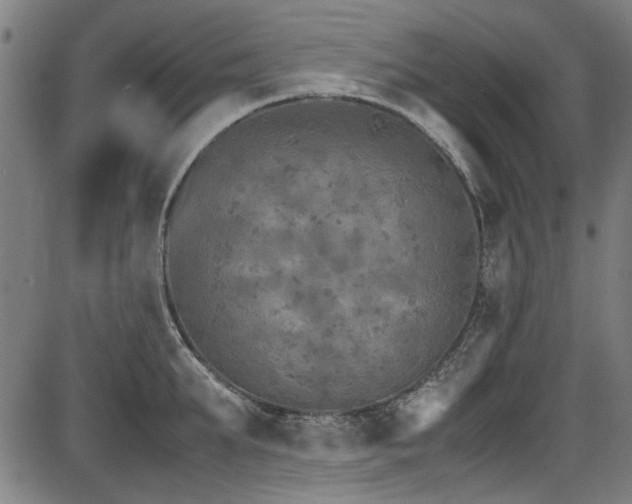 X0000087640903200705031507